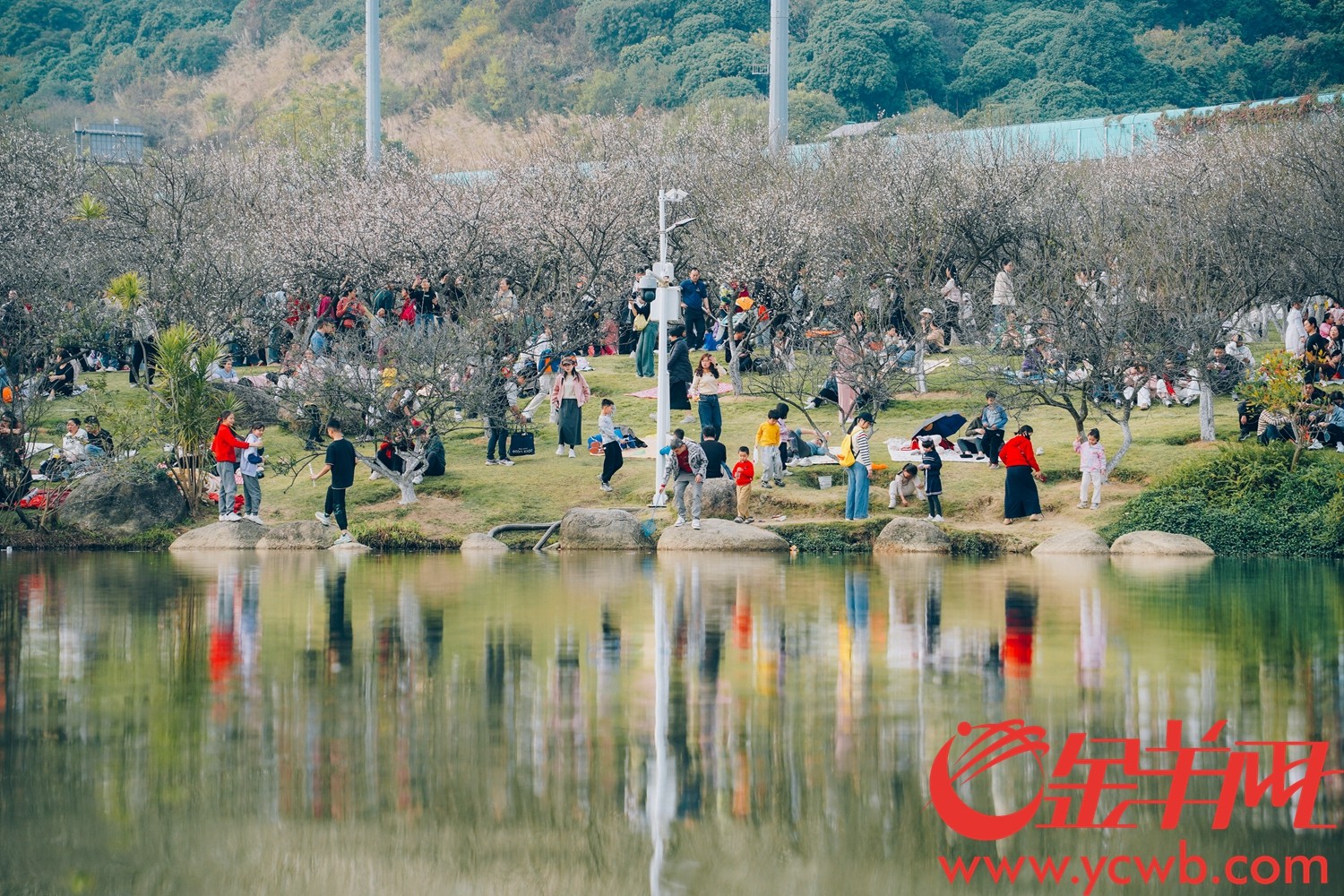 广州萝岗香雪公园，游客游园赏梅