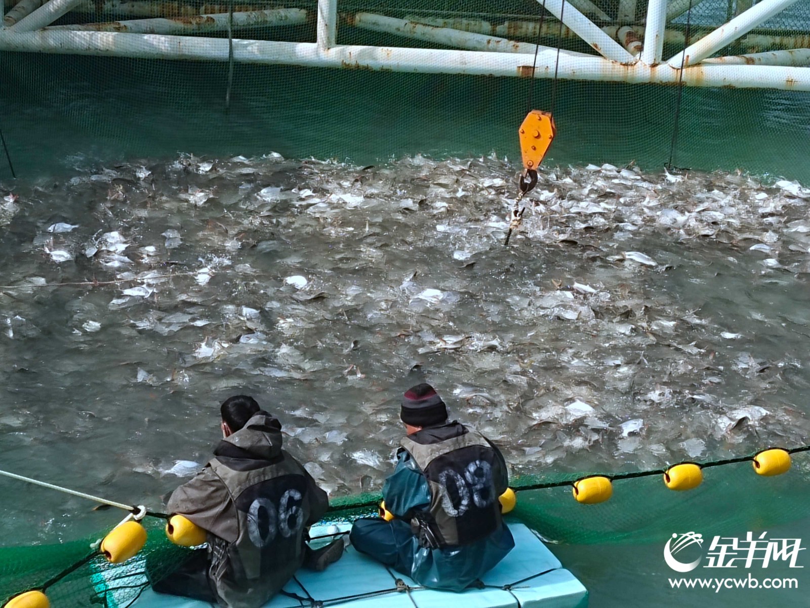 湛江海洋牧场，海捕金鲳鱼