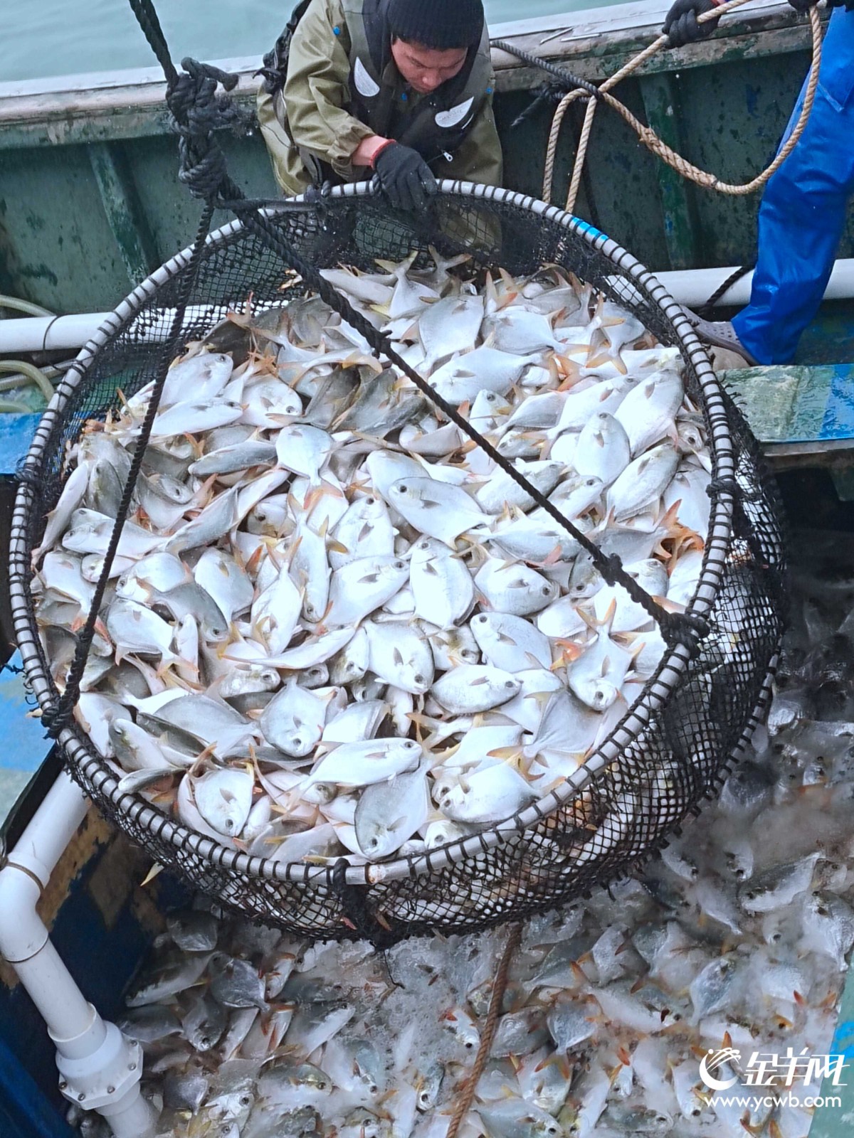 8 湛江海洋牧场，海捕金鲳鱼（资料图片）(22045718)-20250712173541.jpg