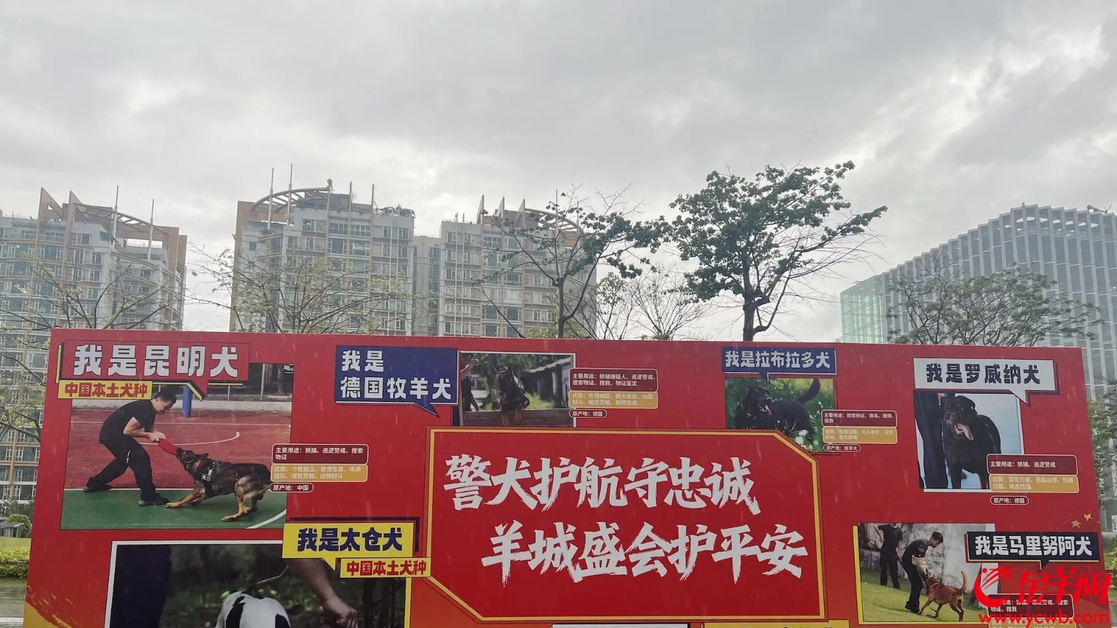 警犬互动区展板。羊城晚报记者 张璐瑶 摄