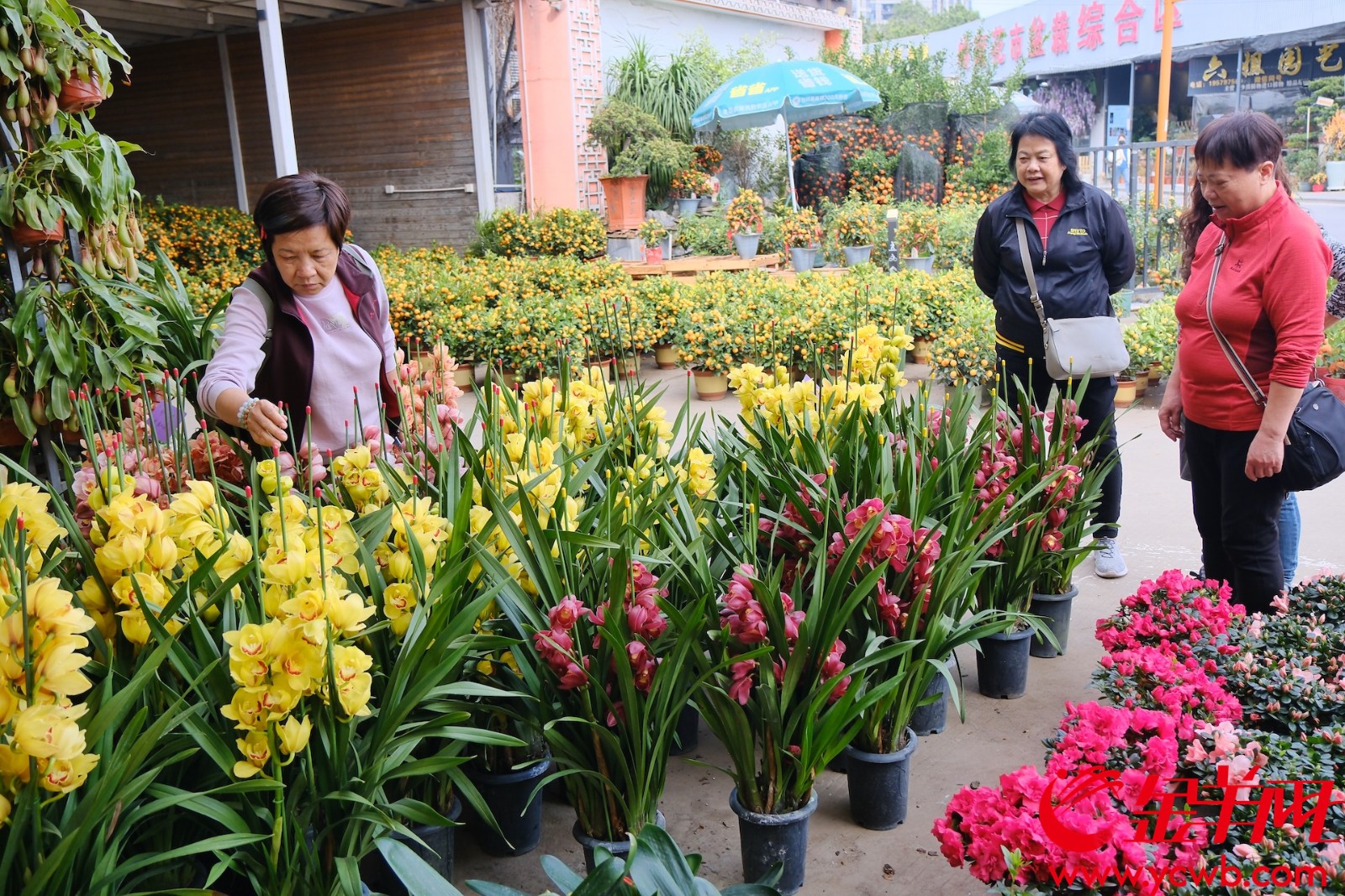 岭南花卉市场化身花的海洋，吸引不少市民“买买买”