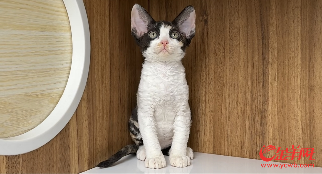  身价不菲的宠物猫商家以“0元购”引流