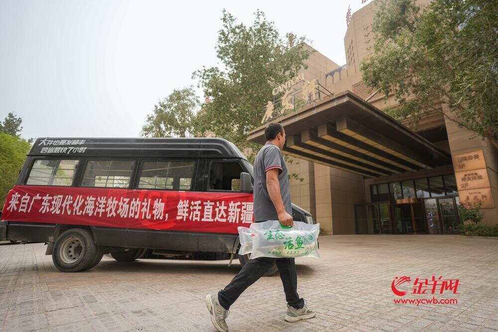 鲜活的白蕉海鲈送达喀什餐厅广东轩