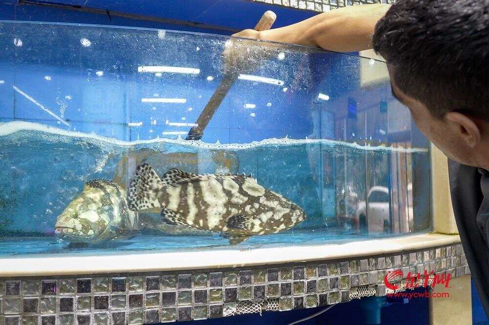 与白蕉海鲈一起前往新疆的还有石斑鱼