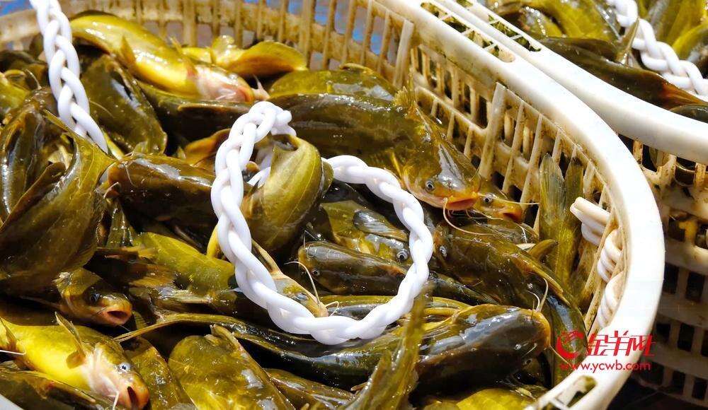 黄沙水产的名片已在国内外享誉，品类繁多