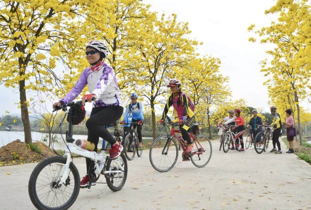 游客在广州市花都区骑行 通讯员 花宣提供