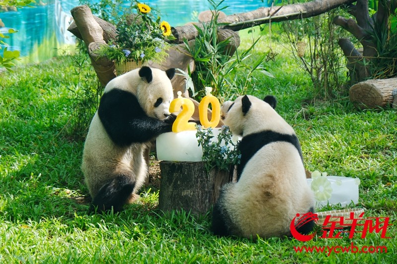  双胞胎兄弟“久久”“友友”正聚在一起，津津有味地品尝着鲜嫩的竹子竹笋
