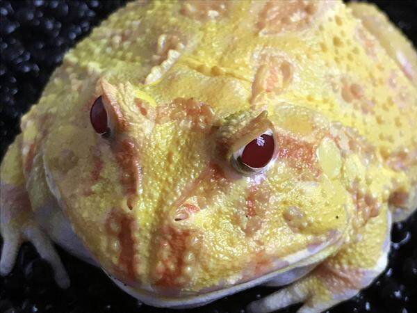 黄金角蛙 黄金角蛙