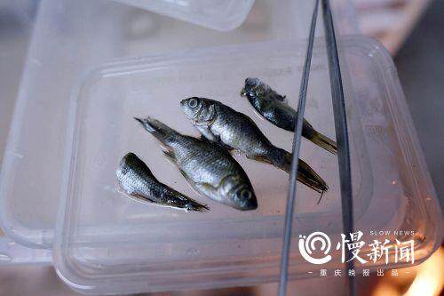 角蛙每天都要喂养一条小鱼 角蛙每天都要喂养一条小鱼