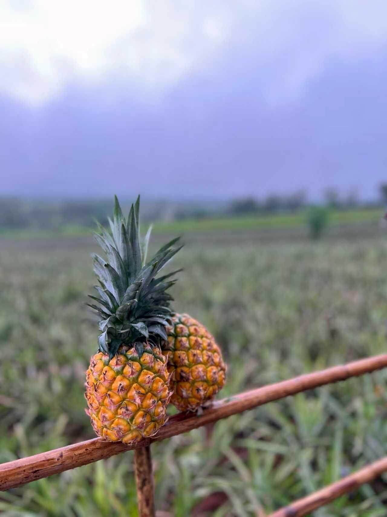 湛江“菠萝的海”