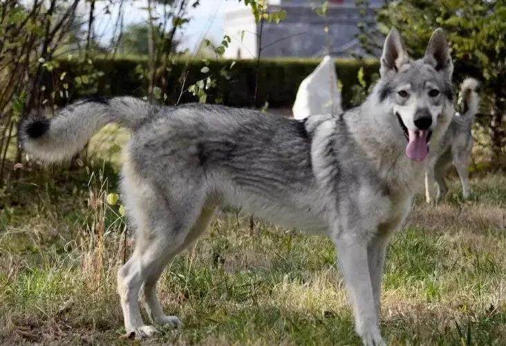 捷克狼犬。资料图  捷克狼犬。资料图