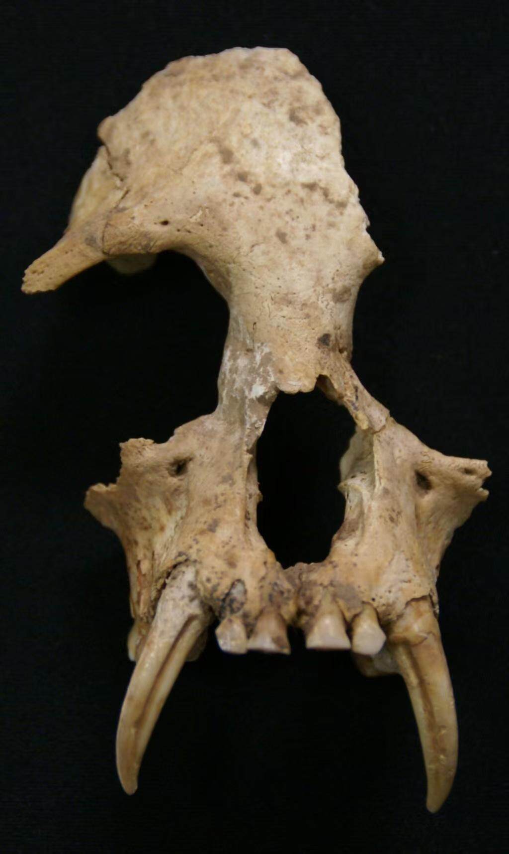 帝国君子长臂猿头骨。(陕西省考古研究院供图) 帝国君子长臂猿头骨。(陕西省考古研究院供图)