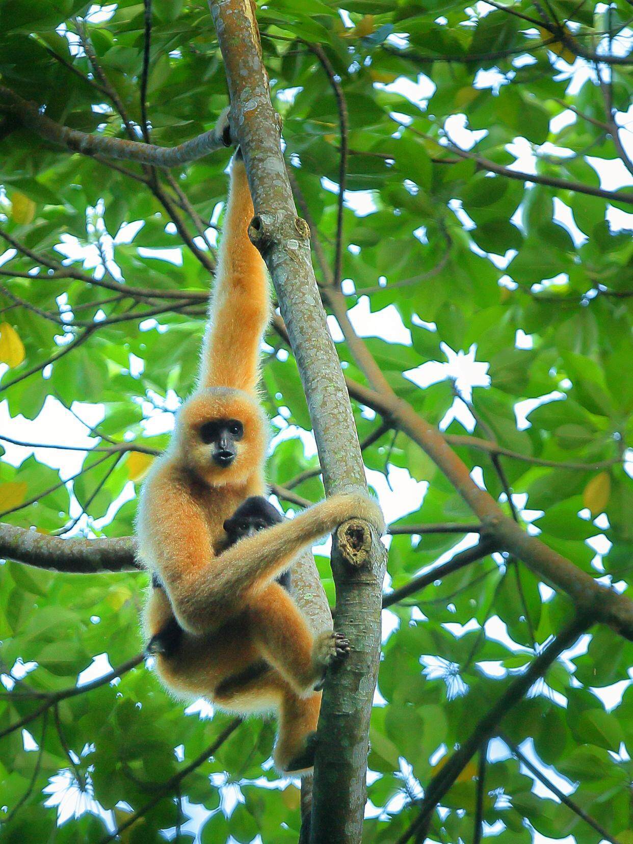 帝国君子长臂猿与今天的海南长臂猿是近亲,图为海南长臂猿。(赵超 摄) 帝国君子长臂猿与今天的海南长臂猿是近亲,图为海南长臂猿。(赵超 摄)