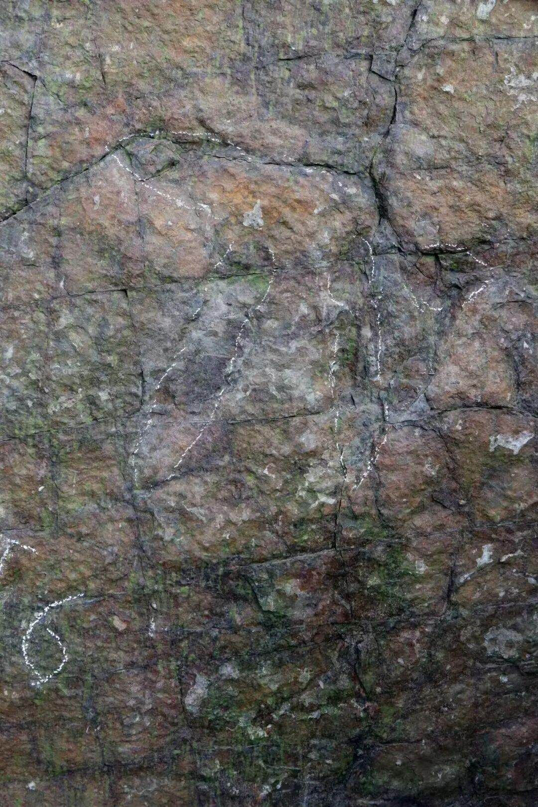 手兽足迹类 手兽足迹类