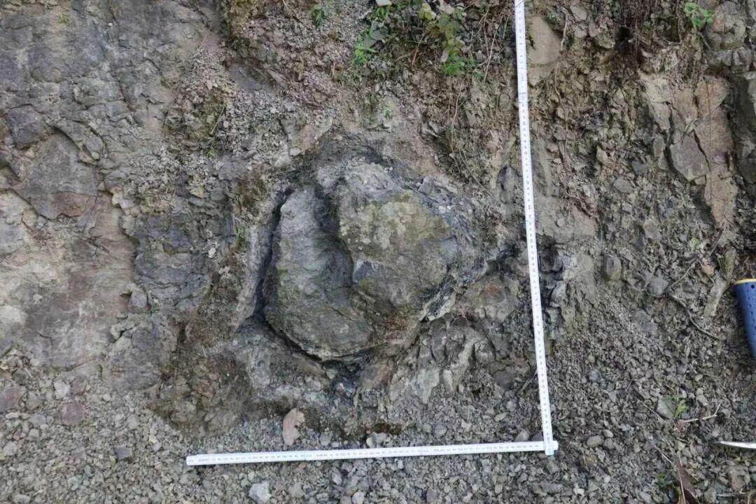 现场发现的树桩原位化石 现场发现的树桩原位化石