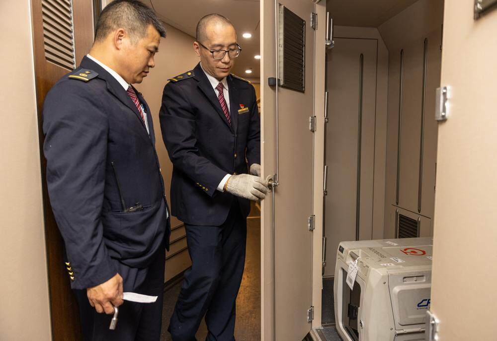 工作人员会重点关注宠物在运输途中的状态。石建华 摄 工作人员会重点关注宠物在运输途中的状态。石建华 摄