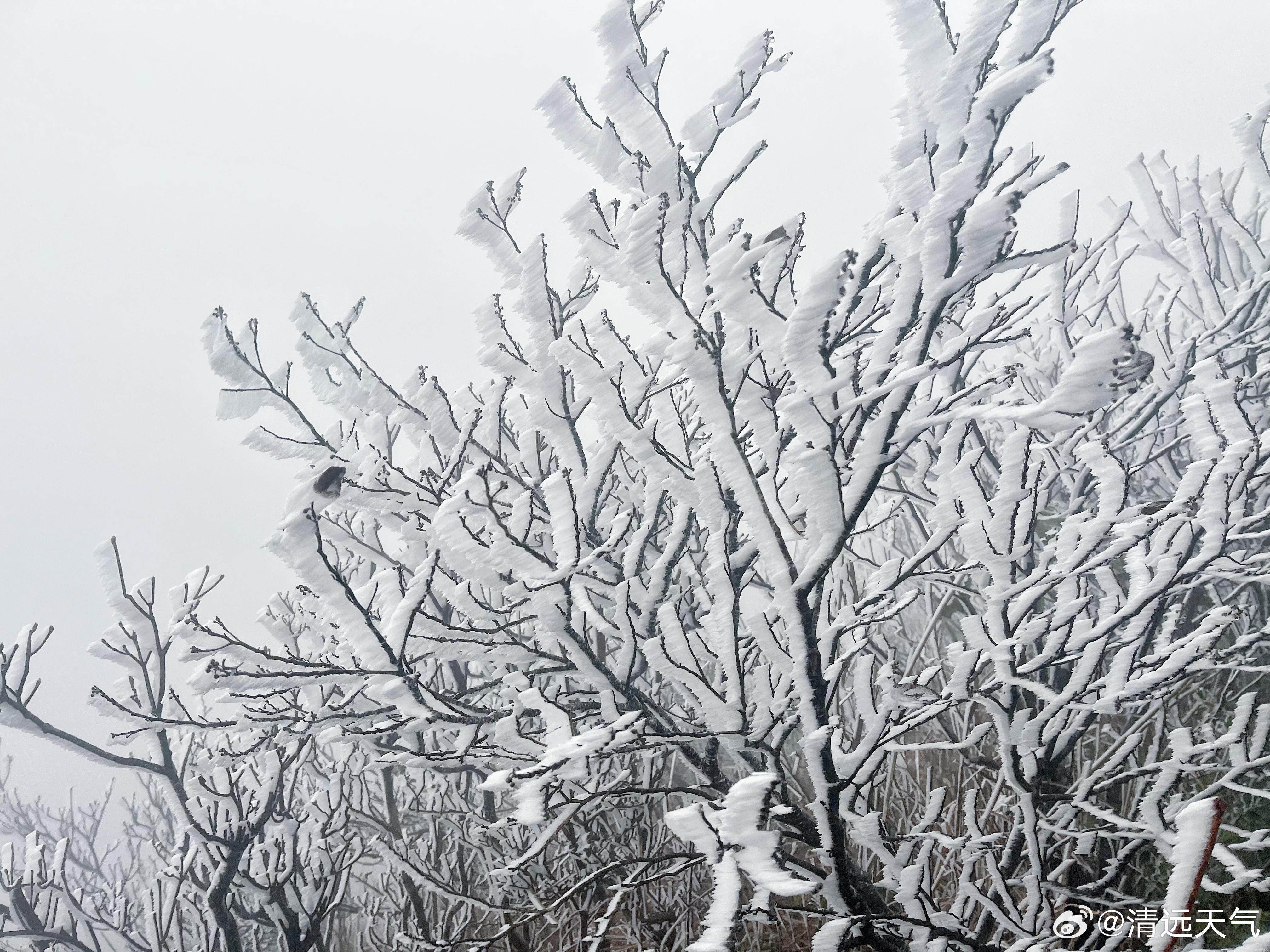 12月25日早晨，连山金子山的冰挂。图/@清远天气