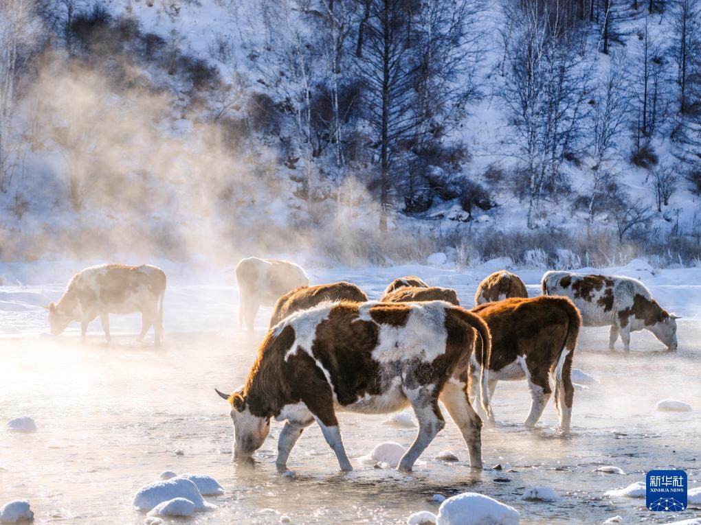 2026年1月1日，在内蒙古兴安盟阿尔山市，牛群在哈拉哈河中饮水。图/新华社