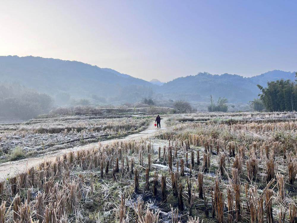  1月8日早晨，广州市从化区吕田镇，菜地结霜产生“积雪”景观 通讯员 李烜 吴小丽 摄