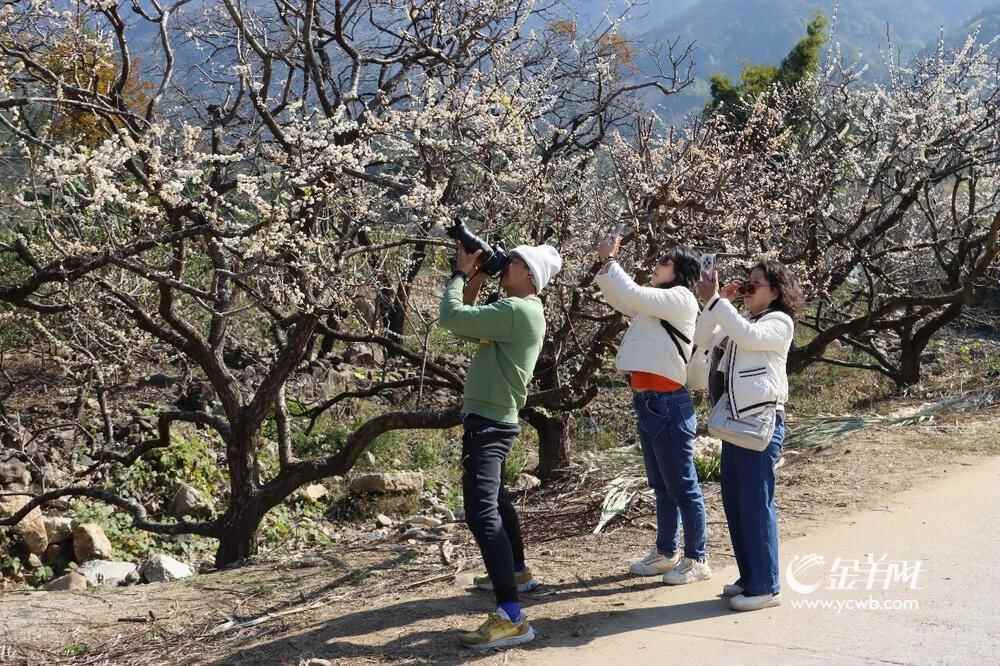 游客们在花海中拍照打卡