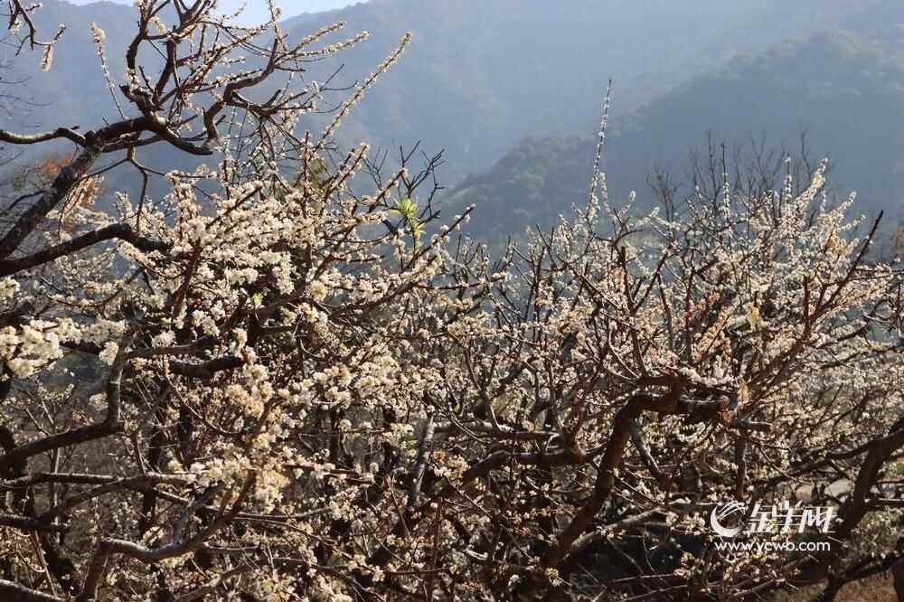 连片的白花如银装素裹