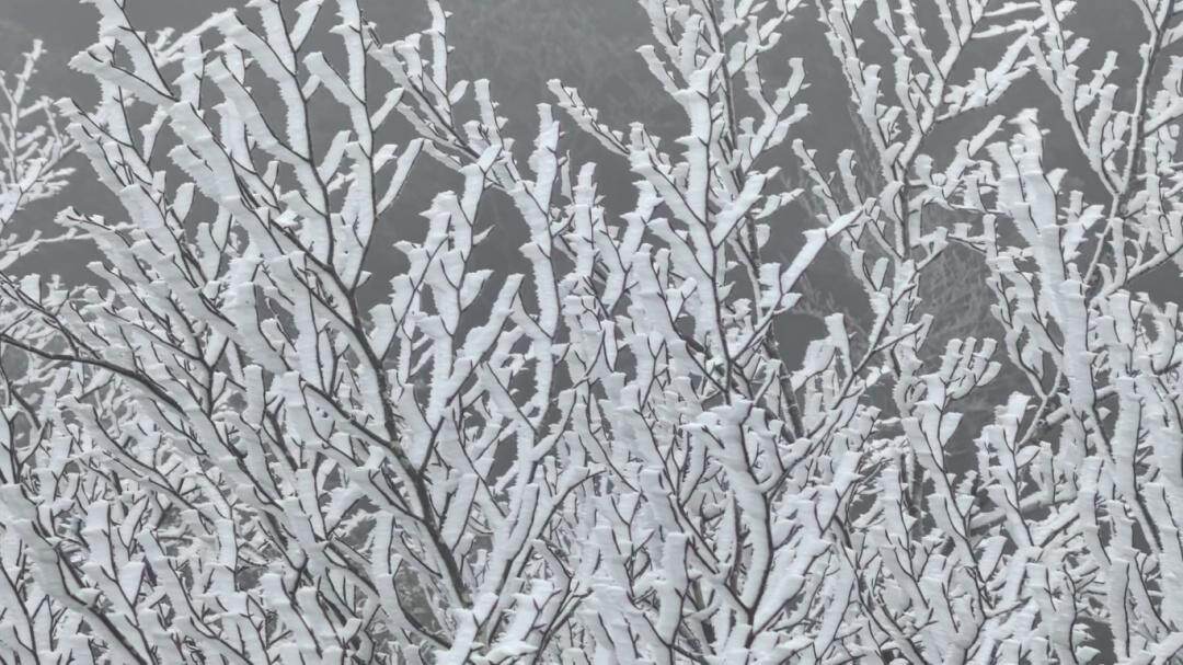  2026年1月3日，受强冷空气影响，惠州罗浮山景区气温骤降，海拔高处出现了“冰挂”景观，仿佛一夜之间步入了冰雪秘境。图/大湾区之声