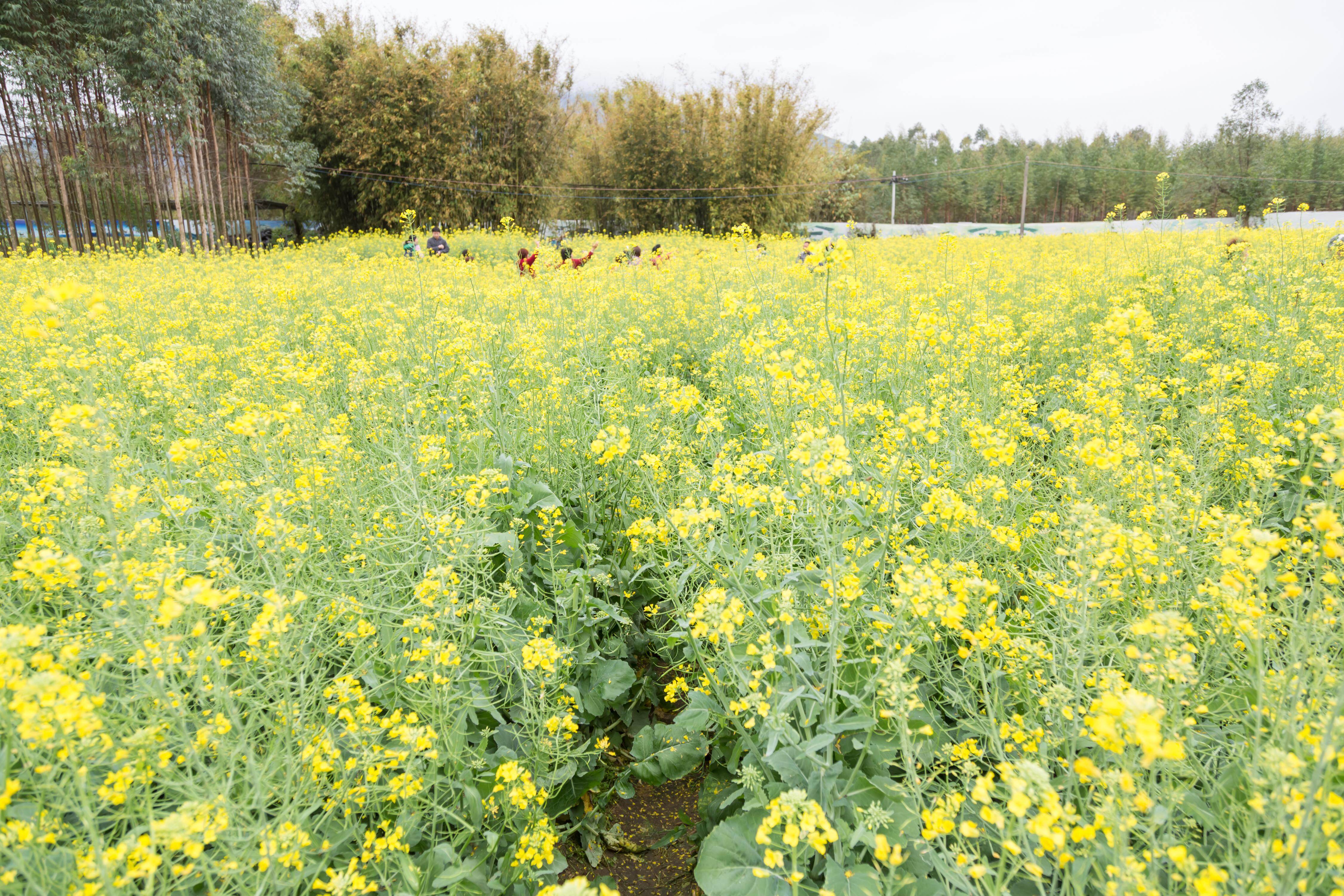  清远花海 旅行社供图