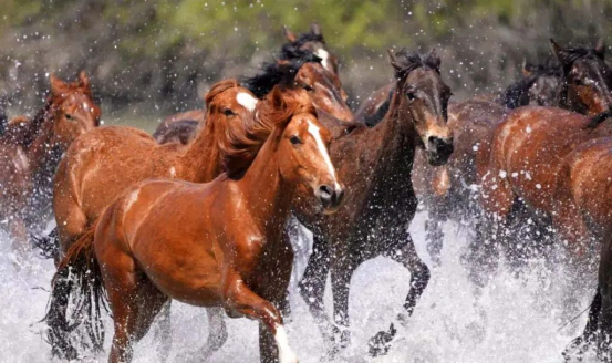 昭苏天马踏水 伊犁州政府官网