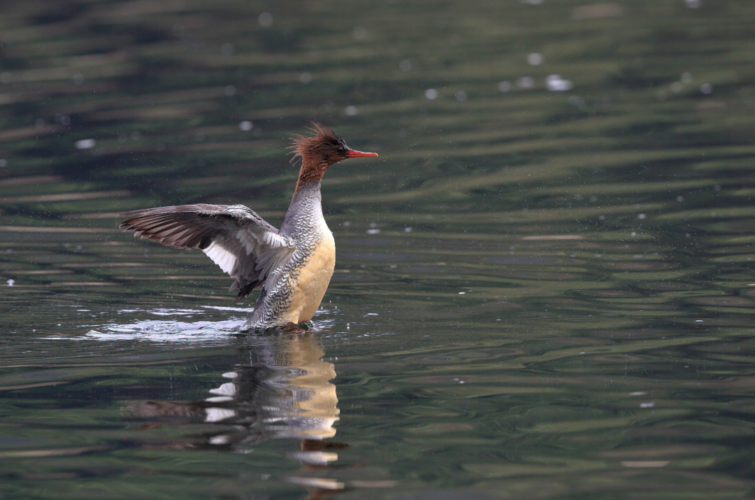 国家一级保护野生动物——中华秋沙鸭 程立 摄 国家一级保护野生动物——中华秋沙鸭 程立 摄