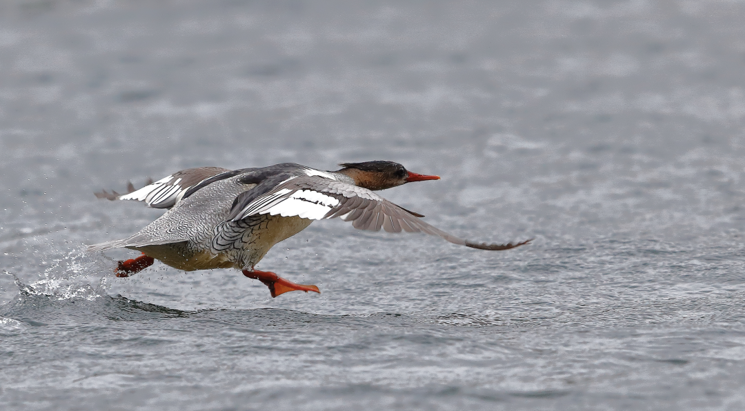 中华秋沙鸭贴湖面飞行 中华秋沙鸭贴湖面飞行