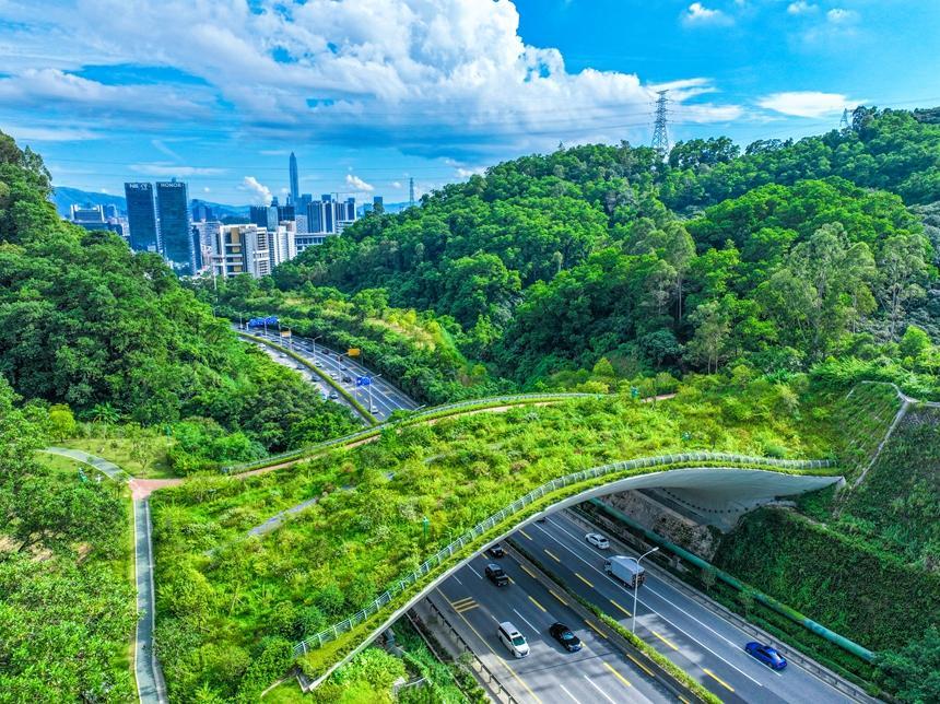  鲲鹏径一号桥连接两座山，方便动物迁徙、觅食。受访单位供图