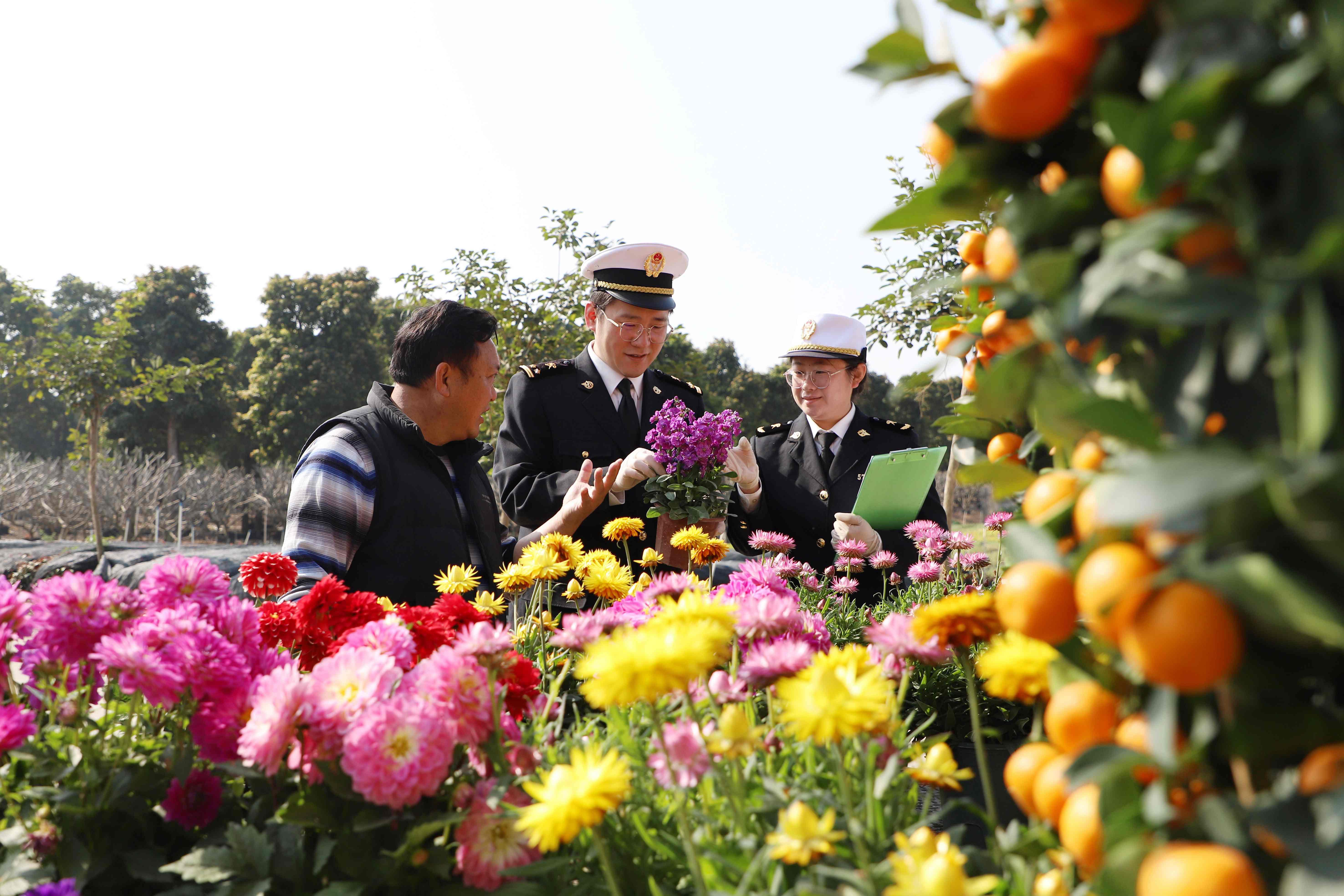  拱北海关所属中山海关关员对供澳年花开展属地查检  黄妙双 摄