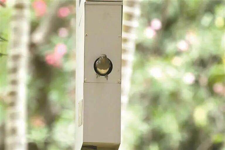 生物多样性友好路灯上的人工鸟巢成为鹊鸲的“新家”。 受访单位供图 生物多样性友好路灯上的人工鸟巢成为鹊鸲的“新家”。 受访单位供图