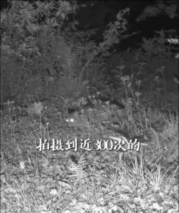 此前鲲鹏径一号桥红外相机记录下的豹猫画面。 此前鲲鹏径一号桥红外相机记录下的豹猫画面。