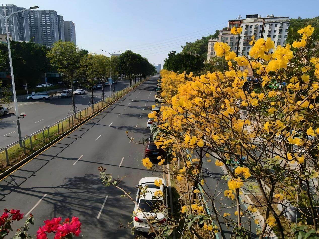 西乡醉美金色长廊上线 西乡醉美金色长廊上线