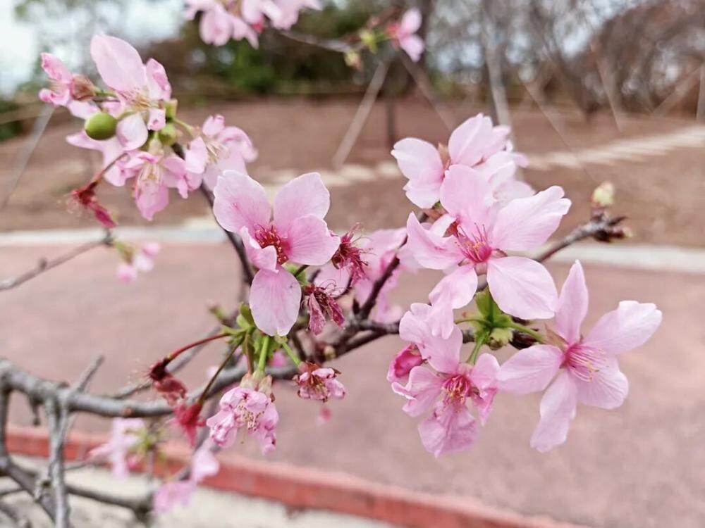 2月26日早樱实拍 2月26日早樱实拍