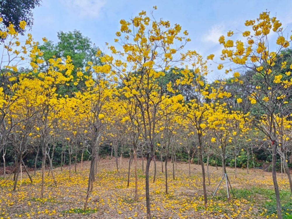 黄花风铃木 黄花风铃木