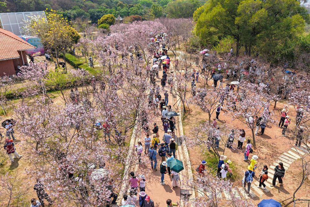 往年的樱花盛景 往年的樱花盛景