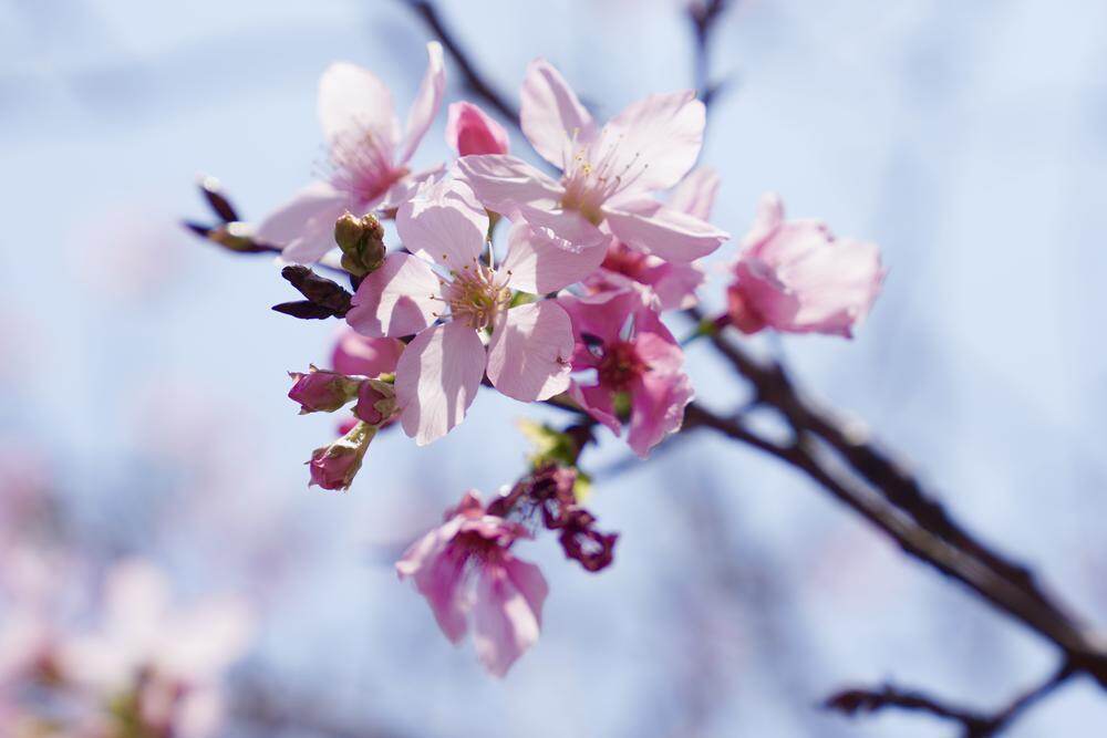 美丽的早樱 美丽的早樱