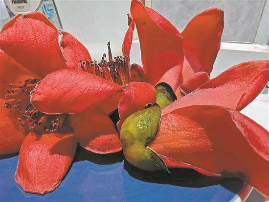 从小动物手中争来的新鲜木棉花 从小动物手中争来的新鲜木棉花