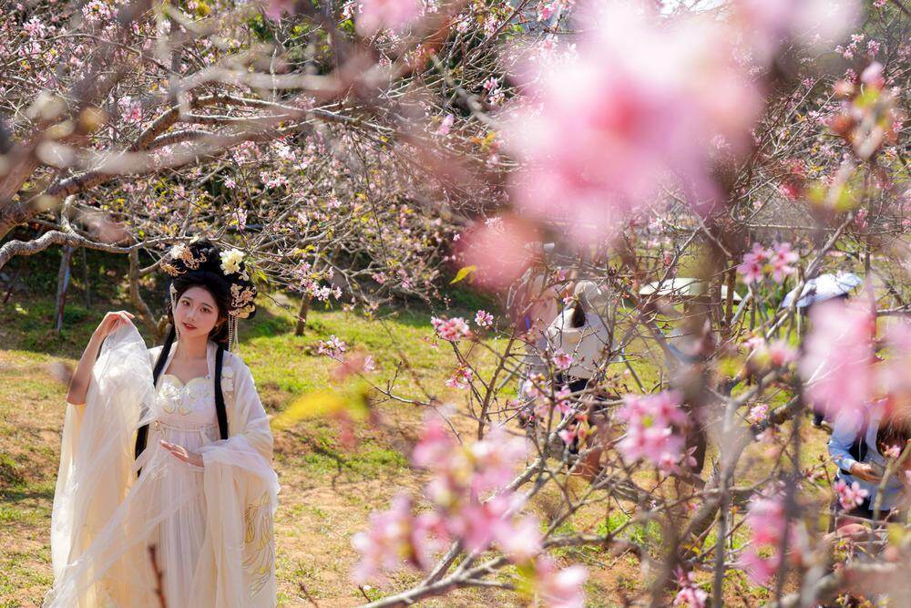  穿着古装的市民在樱花中留影