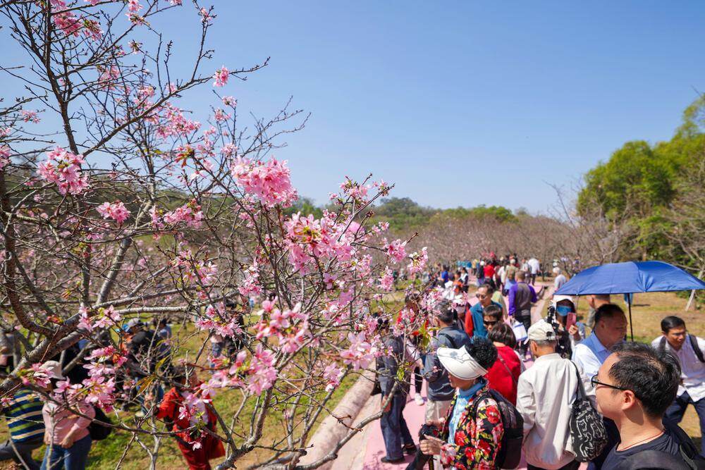  许多市民前来赏花