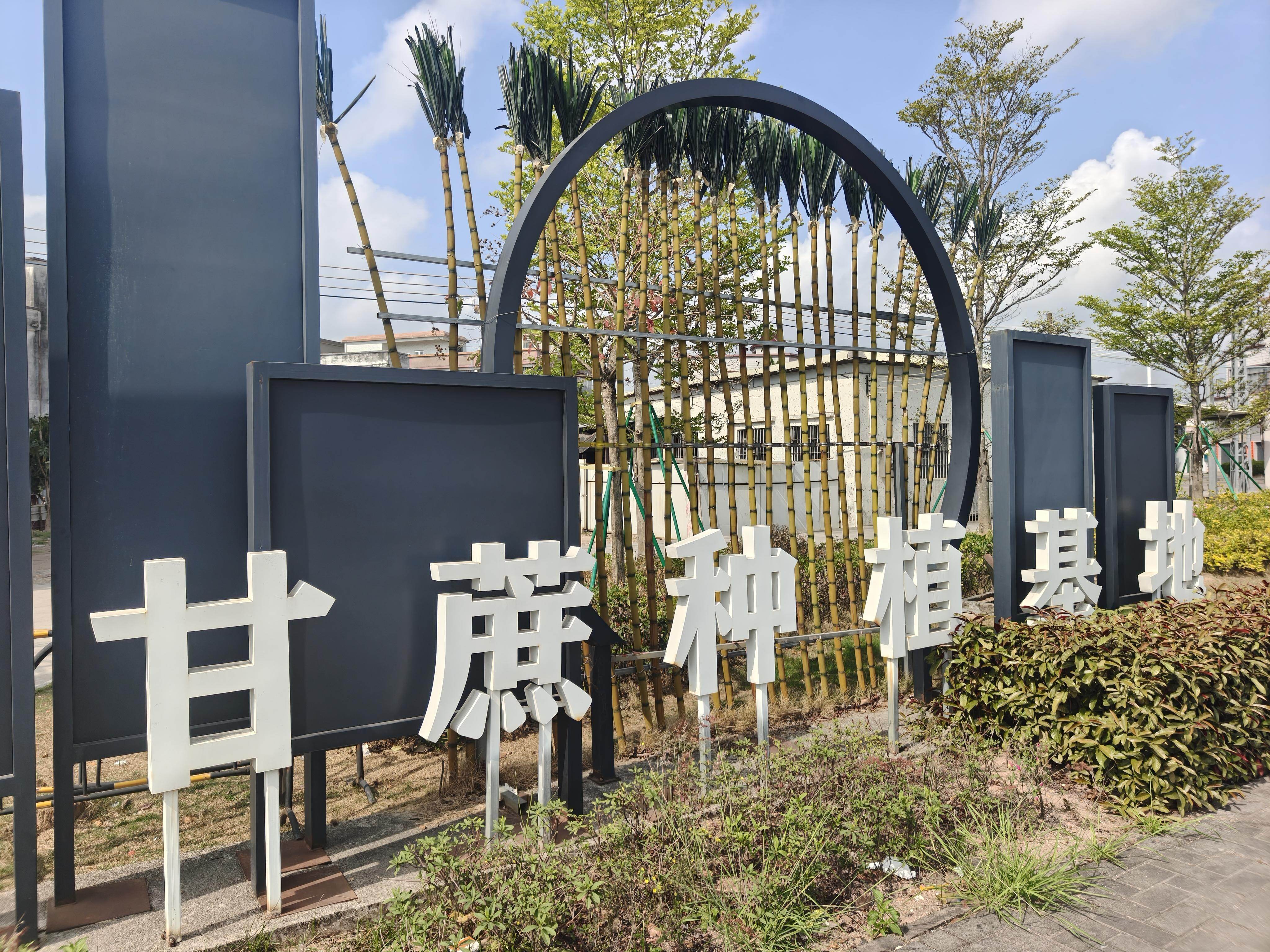 新会双水镇甘蔗种植基地