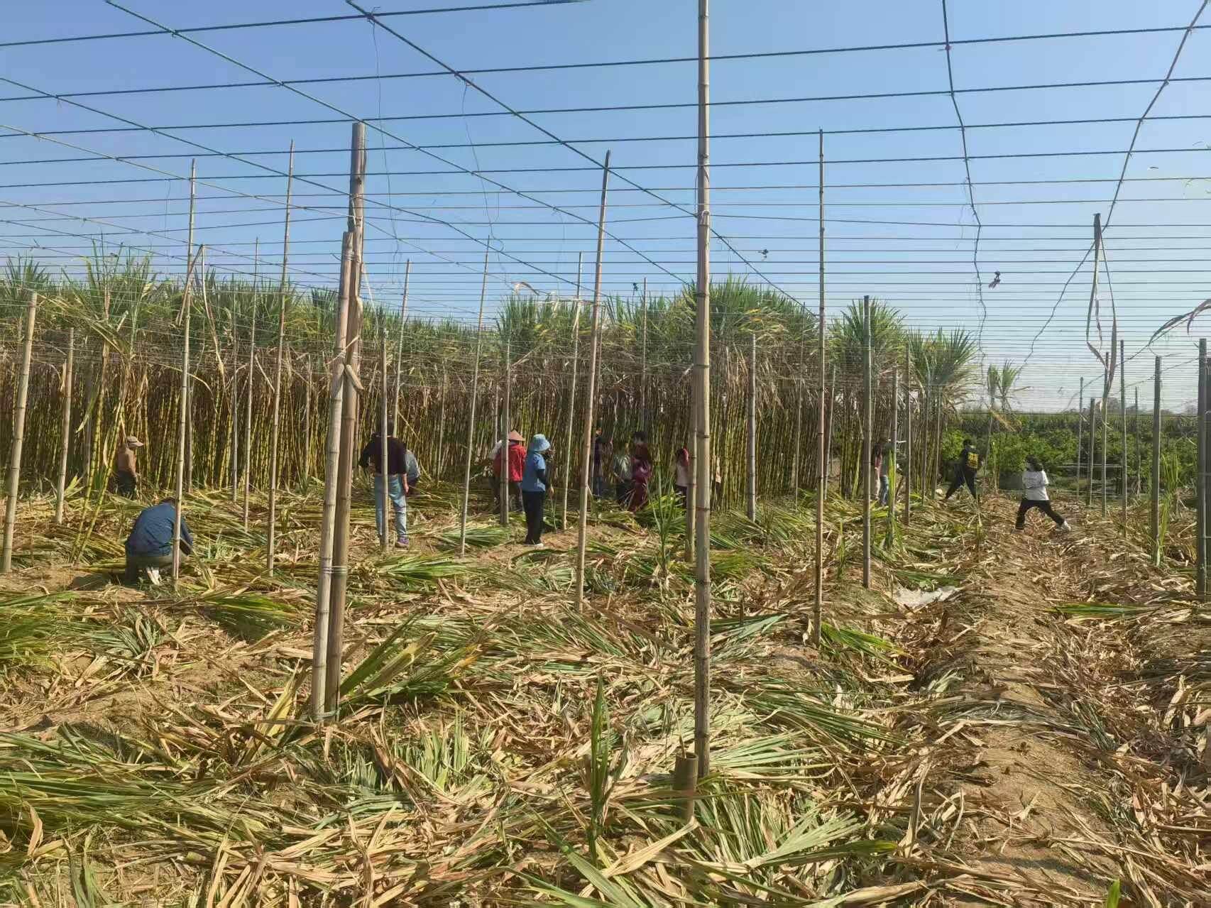 蔗农在加快清理甘蔗腾出土地赶春耕