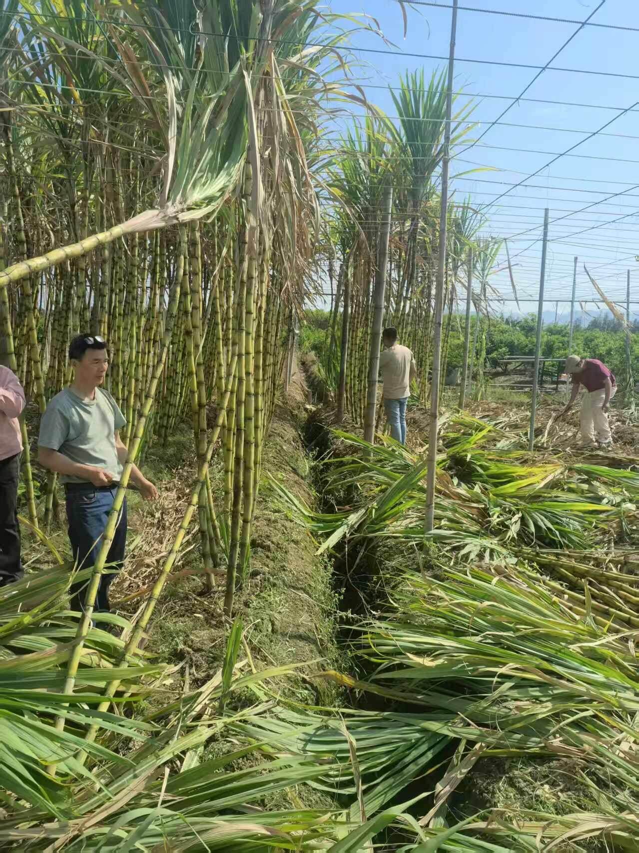 江门及周边民众闻讯自驾前来购买