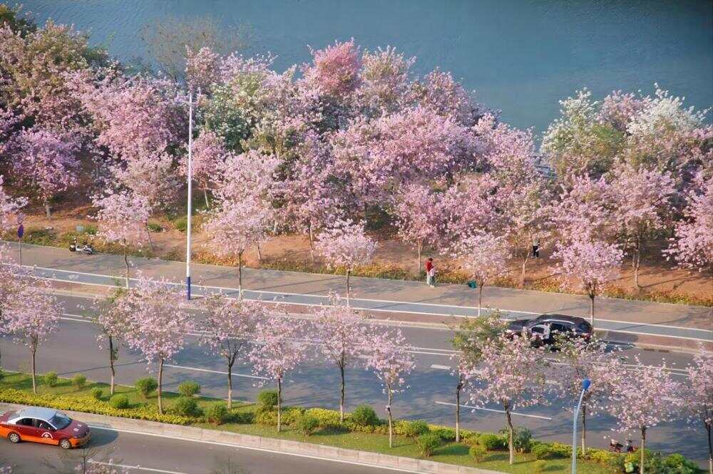  水秀一路紫荆盛开美景。通讯员供图