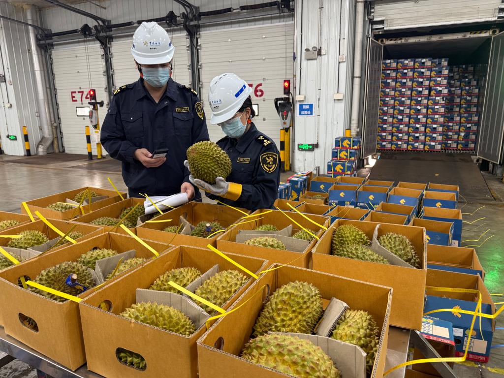 4月15日，南沙海关关员对进口榴莲进行查验。新华社发