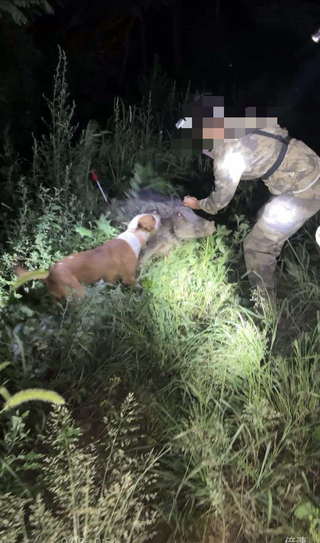  护农队员和猎犬配合猎捕被坠箭射中的野猪 受访者提供