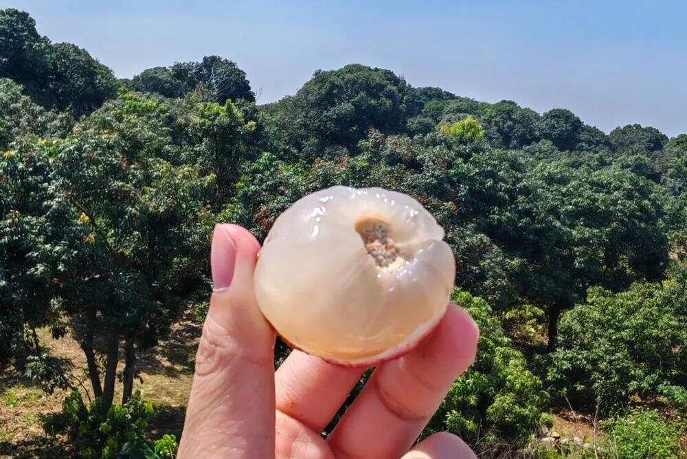  “三月红”荔枝酸甜可口
