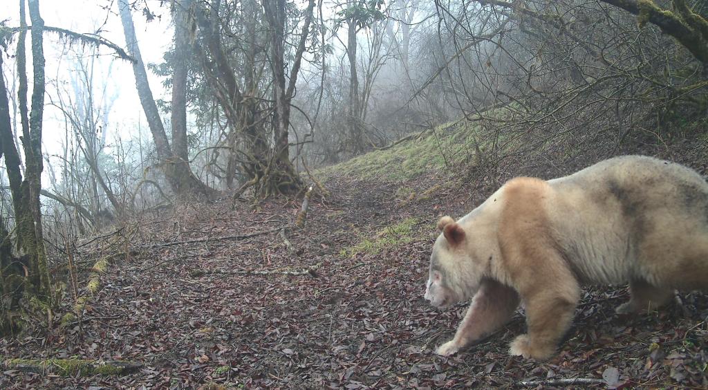 2026年3月,白色大熊猫独自穿梭于山林。四川卧龙自然保护区供图 2026年3月,白色大熊猫独自穿梭于山林。四川卧龙自然保护区供图